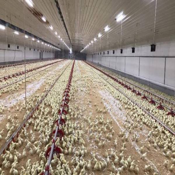 سالن مرغداری